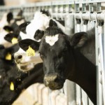 Правила страхования сельскохозяйственных животных